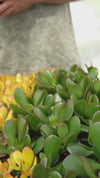 arbol de jade o crasula ovata