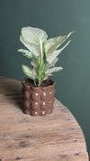 Bob – Vaso Cerâmica Marrom M 12 cm