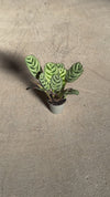 Maranta Amabilis Mini video