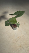 Alocasia-Yucatan-Princess-M-video