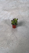 arbol-jade-mini-video