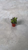 arbol-jade-mini-video