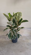 Ficus Elástica Tineke XL video