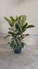Ficus Elástica Tineke XL video