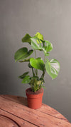 Monstera Deliciosa L.
