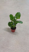 Peperomia Obtusifolia Mini