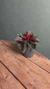 Peperomia Caperata Rosso M