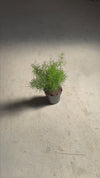 Asparagus-Sprengeri-video(2)