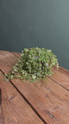 Peperomia Prostrata M