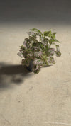 Hypoestes Pink M