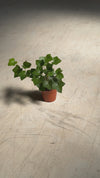 Hedera-hibernica-video

