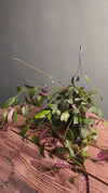 Aeschynanthus Marmoratus – Planta-Mármore M