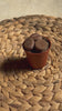 Lithops Rubra – Piedra Viva video