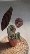 Alocasia Red Secret M video