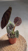 Alocasia Red Secret M video