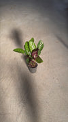 Calathea Flamestar M
