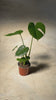 monstera deliciosa m video