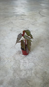 begonia rosa video