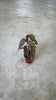 begonia rosa video