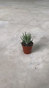 Haworthia-fasciata-Big-Band-Mini-video