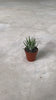 Haworthia-fasciata-Big-Band-Mini-video