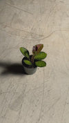 Hoya Australis Tricolor Mini