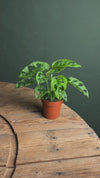 Monstera Adansonii Obliqua Mint M