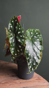 Begonia Maculata Mega Dot M