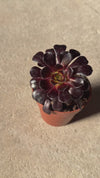 Aeonium Schwartzkopf mini