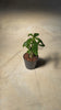 baobab-mini-video