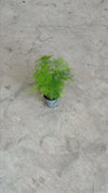 asparagus-plumosus-mini-video