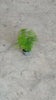 asparagus-plumosus-mini-video