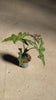 Alocasia-Jacklyn-M-video