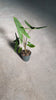 Alocasia-zebrina-m-video

