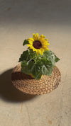 Planta do Girassol M