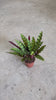 Calathea Lancifolia M video