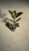 Ficus Elástica Tineke G
