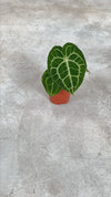 anthurium-clarinervium-video