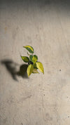 Philodendron-Brasil-Mini-video(1)