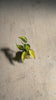 Philodendron-Brasil-Mini-video(1)