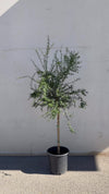Árbol Limonero Caviar XL