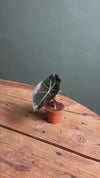 Alocásia Red Petiole Mini