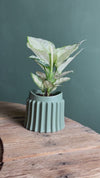 Raw – Vaso Cerâmica Verde M 12 cm