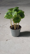 Planta de Café Arábica Mini
