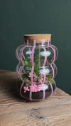 Terrário Pop – Fittonia L