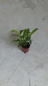 Calathea Rufibarba Mini