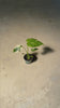 Monstera-thai-constellation-mini-video