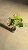 Vídeo de la Monstera Variegada Mint M