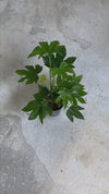 fatsia japonica m video