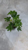 fatsia japonica m video